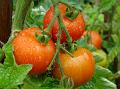 2011-0823-1325_Tomatoes_15,1C